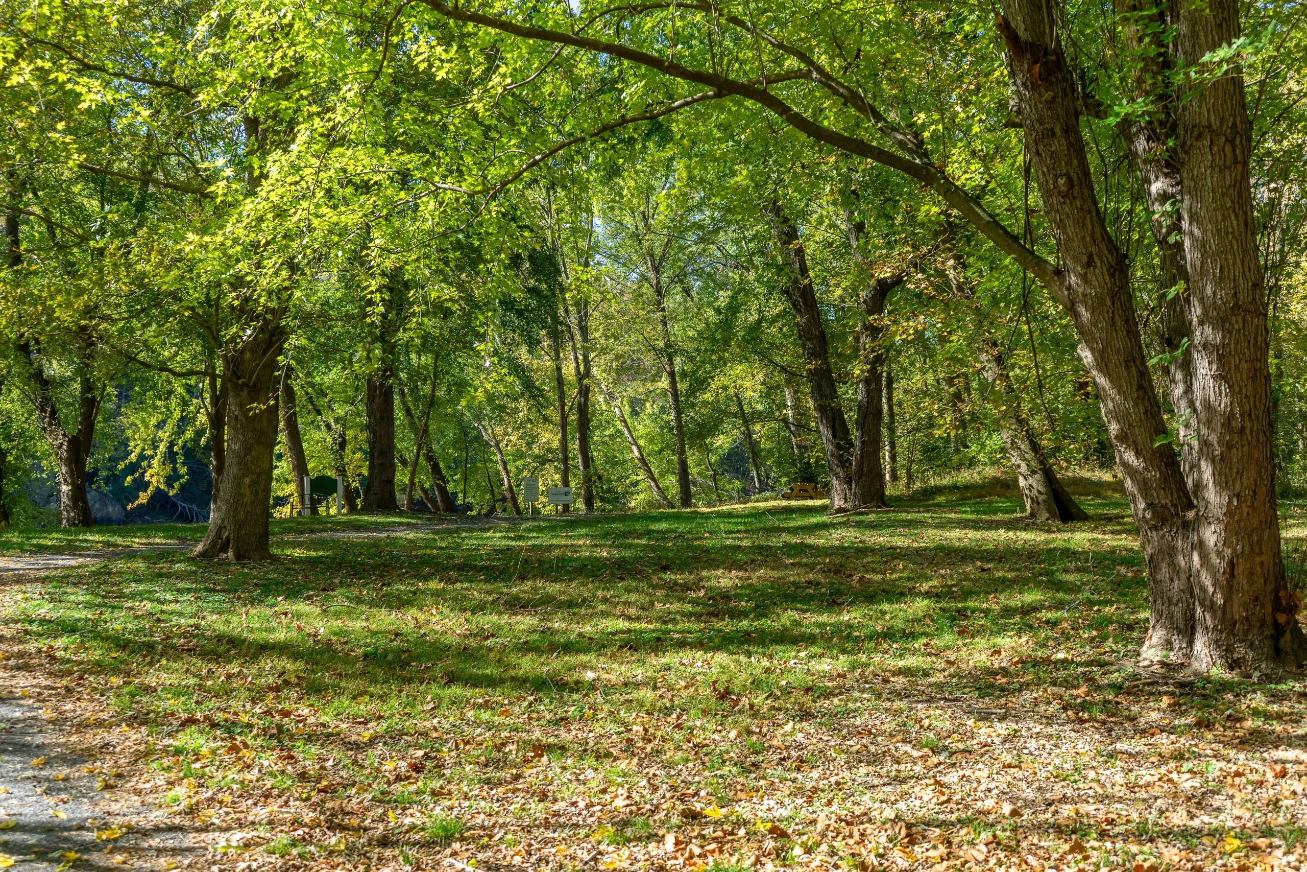 Park trees in golden fall light.